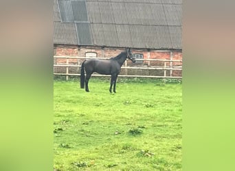 Dressursattel 17,5" Monoblatt – Zadelatelier Schutte – anpassbar – Top Zustand