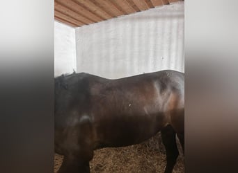 Dressursattel Amerigo Cervia II Schwarz 17,5 / 4 (wie neu!)