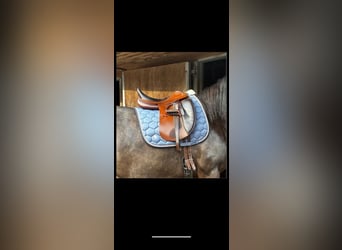 Dressursattel Leonardo Prestige 33 kw 17 Zoll braun