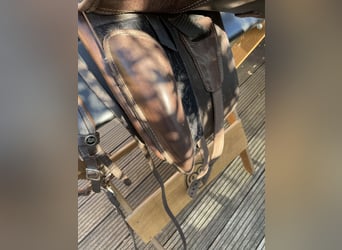 Dressursattel von DEUBER mit verstellbarer Kopfeisen, inklusive Zaumzeug & Gurt!  