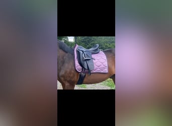 Euroriding Emilio 18“