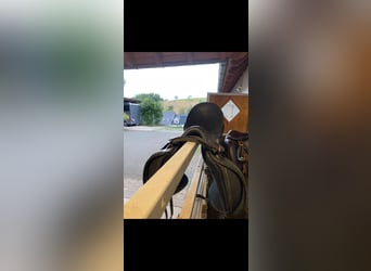 Euroriding Emilio 18“