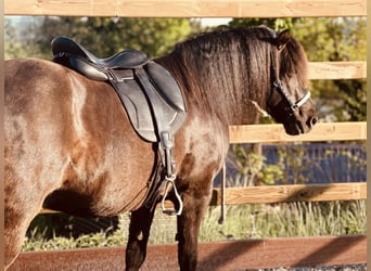 Luxus Freizeitsattel für breite Pferde — Einzelstück! — 17,5 / 18“ 43 cm KW 36, Probeversand