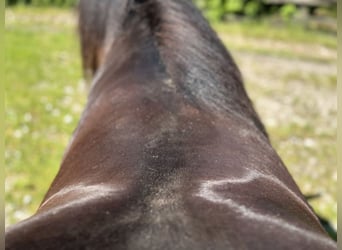 Luxus Freizeitsattel für breite Pferde — Einzelstück! — 17,5 / 18“ 43 cm KW 36, Probeversand