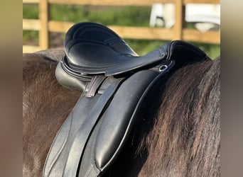 Luxus Freizeitsattel für breite Pferde — Einzelstück! — 17,5 / 18“ 43 cm KW 36, Probeversand