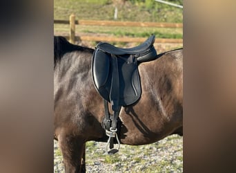 Luxus Freizeitsattel für breite Pferde — Einzelstück! — 17,5 / 18“ 43 cm KW 36, Probeversand