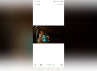 Paul Jones Dressursattel 17,5 zoll