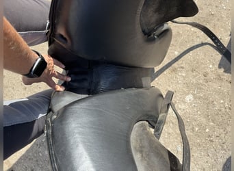 Signum Sattel Omega Rose working Equitation 