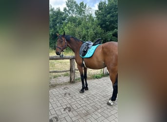 Sommer dressursattel 17,5