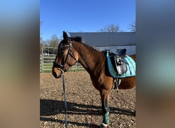 Sommer dressursattel 17,5