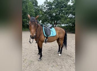 Sommer dressursattel 17,5