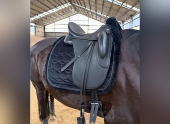 Sommer Sattel Novalis 17,5 wie neu!! 