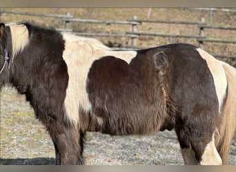 Kurzer Islandpferdesattel 40 cm,  17“ KW 34 Probeversand — Für breite Isländer — Töltsattel