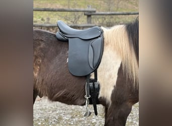 Kurzer Islandpferdesattel 40 cm,  17“ KW 34 Probeversand — Für breite Isländer — Töltsattel