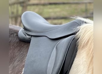 Kurzer Islandpferdesattel 40 cm,  17“ KW 34 Probeversand — Für breite Isländer — Töltsattel 