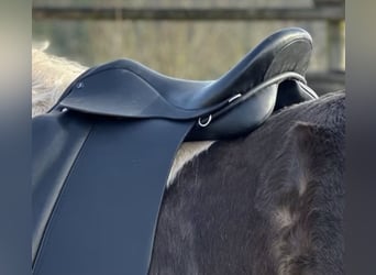 Ponysattel für Erwachsene, extra kurz 40 cm, Probeversand — Isländer Haflinger Tinker Welsh COB