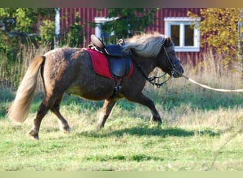 Trekker Pony Luxus Kammer und Sitz verstellbar mit klettbaren Kissen Ponysattel Leder
