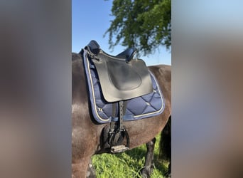 Deuber Barock Lederbaumsattel, inkl. Versand, top Zustand