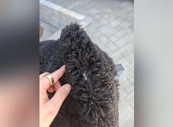 Deuber Barock SKL Sitzgröße 3 schwarz