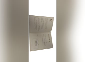 Hidalgo Valencia Spezial – Hochwertiger Sattel mit Lederbaum in Top-Zustand!