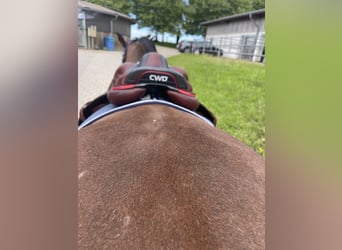 CWD 2G Carbon Sattel Springen