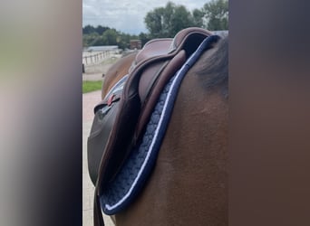 CWD 2G Carbon Sattel Springen