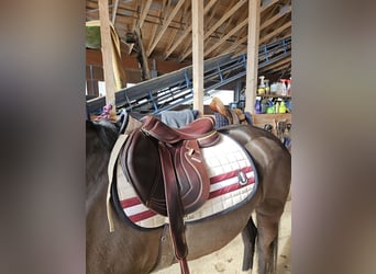 CWD Mademoiselle 2Gs 2C Springsattel