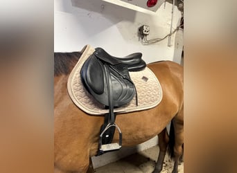 Devoucoux Springsattel schwarz Biarritz S aus 2019