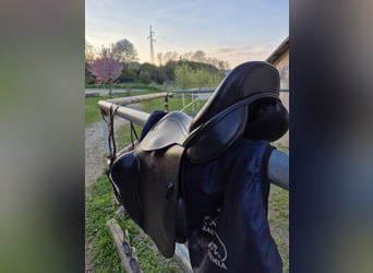 Kentaur Springsattel Charon