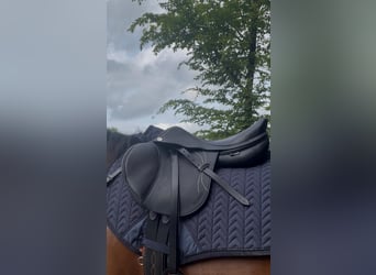 Prestige Springsattel Skyward schwarz 15/33 Pony