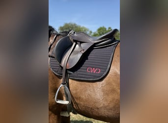 Springsattel Braun 17,5“