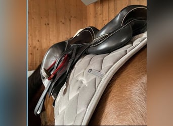 Springsattel Kentaur Triton