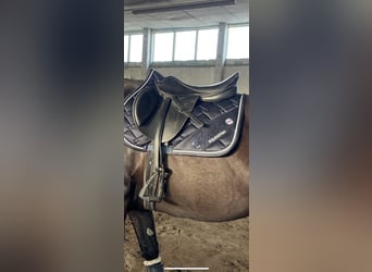 Springsattel von Seabis