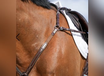 Voltaire Sattel mit Zubehör