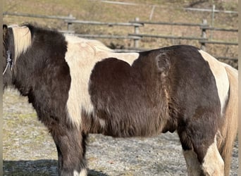 Freizeitsattel für kurze breite Pferde — 40 cm 17“ KW 35, Probeversand — VS Wanderreiten Trekking