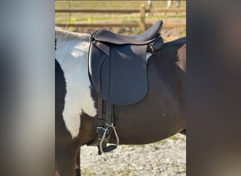 Freizeitsattel für kurze breite Pferde — 40 cm 17“ KW 35, Probeversand — VS Wanderreiten Trekking