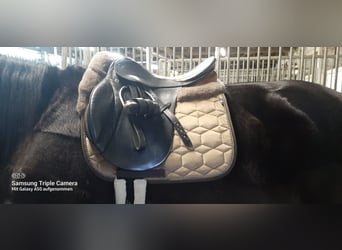 Gestohlen! Stübben Siegfried VSD zweifarbig KW 29