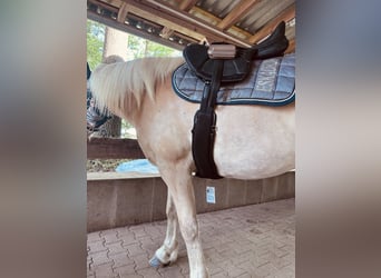 JC Saddlery – Argentina Wie Neu