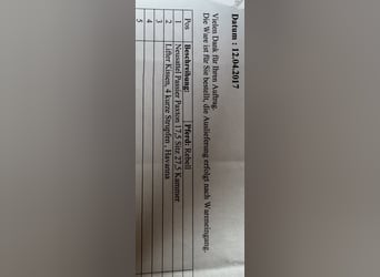 Passier Paxton 17,5 Sitz 27,5 Kammer