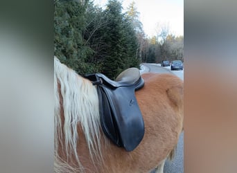 Passier Paxton Vielseitigkeitssattel 17 Zoll