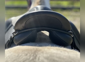Schluss mit Rutschen! Sattel-Set für Isländer Haflinger Tinker Welsh COB und kurze breite Ponys