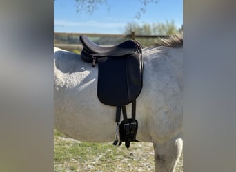 Schluss mit Rutschen! Sattel-Set für Isländer Haflinger Tinker Welsh COB und kurze breite Ponys