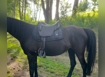 Sommer Remos X-Cross