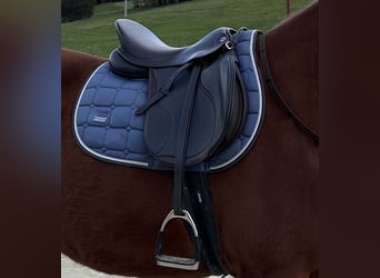 Vielseitigkeitssattel Kieffer „Le Mans“ dunkelbraun