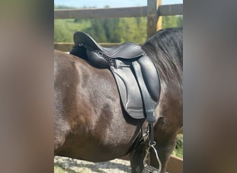 Luxus Freizeitsattel für sehr breite Pferde — 42 cm — 17,5",  KW 36, Probeversand