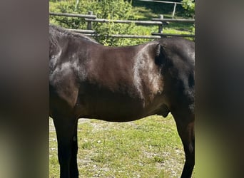 Luxus Freizeitsattel für sehr breite Pferde — 42 cm — 17,5",  KW 36, Probeversand