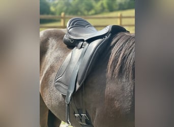 Luxus Freizeitsattel für sehr breite Pferde — 42 cm — 17,5",  KW 36, Probeversand