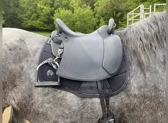 Sommer Salvadore Sattel Noriker Kaltblut 33 Kammer schwarz 18,5