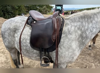 Way Out West Crossover, Wanderreiten/Dressur