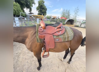 16" Westernsattel zu verkaufen 